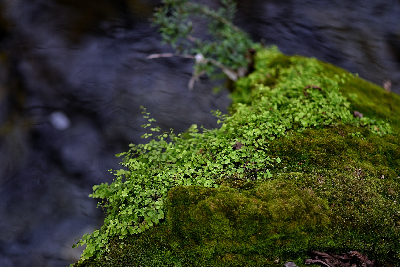 苔藓