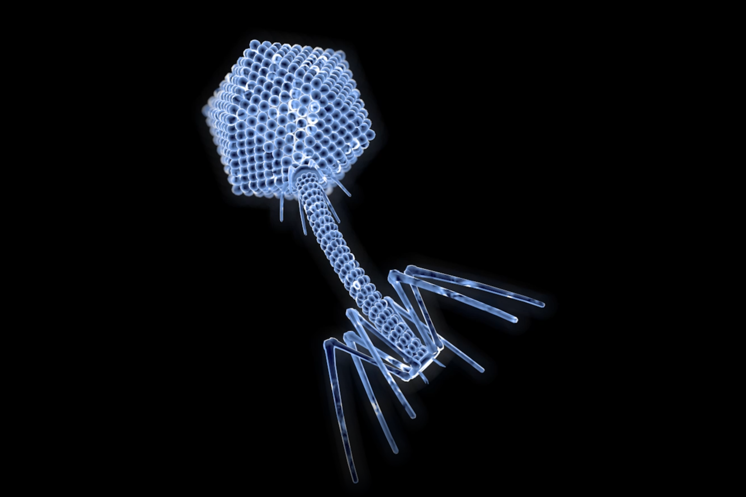末影噬菌体图片