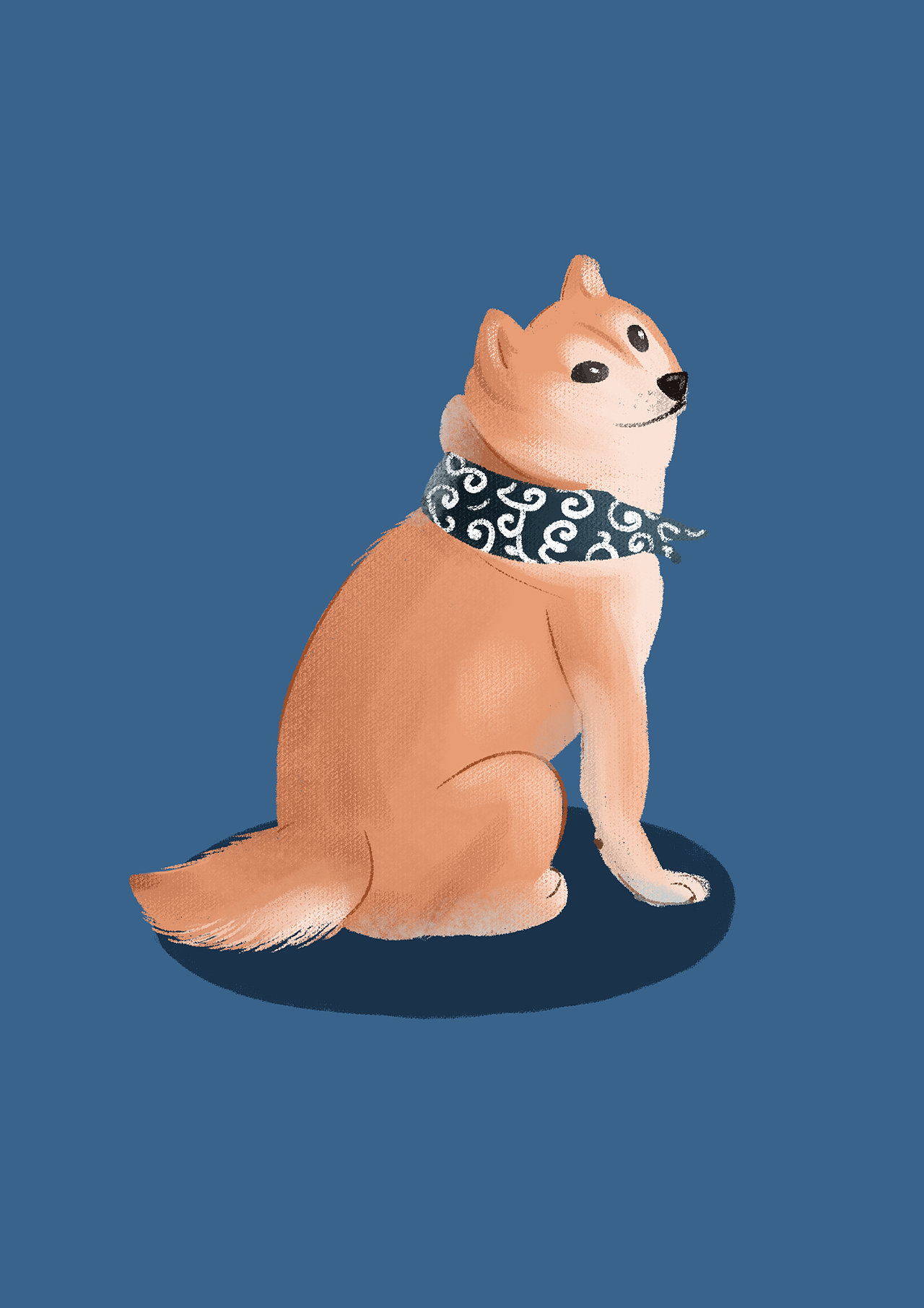 小柴犬和小猫