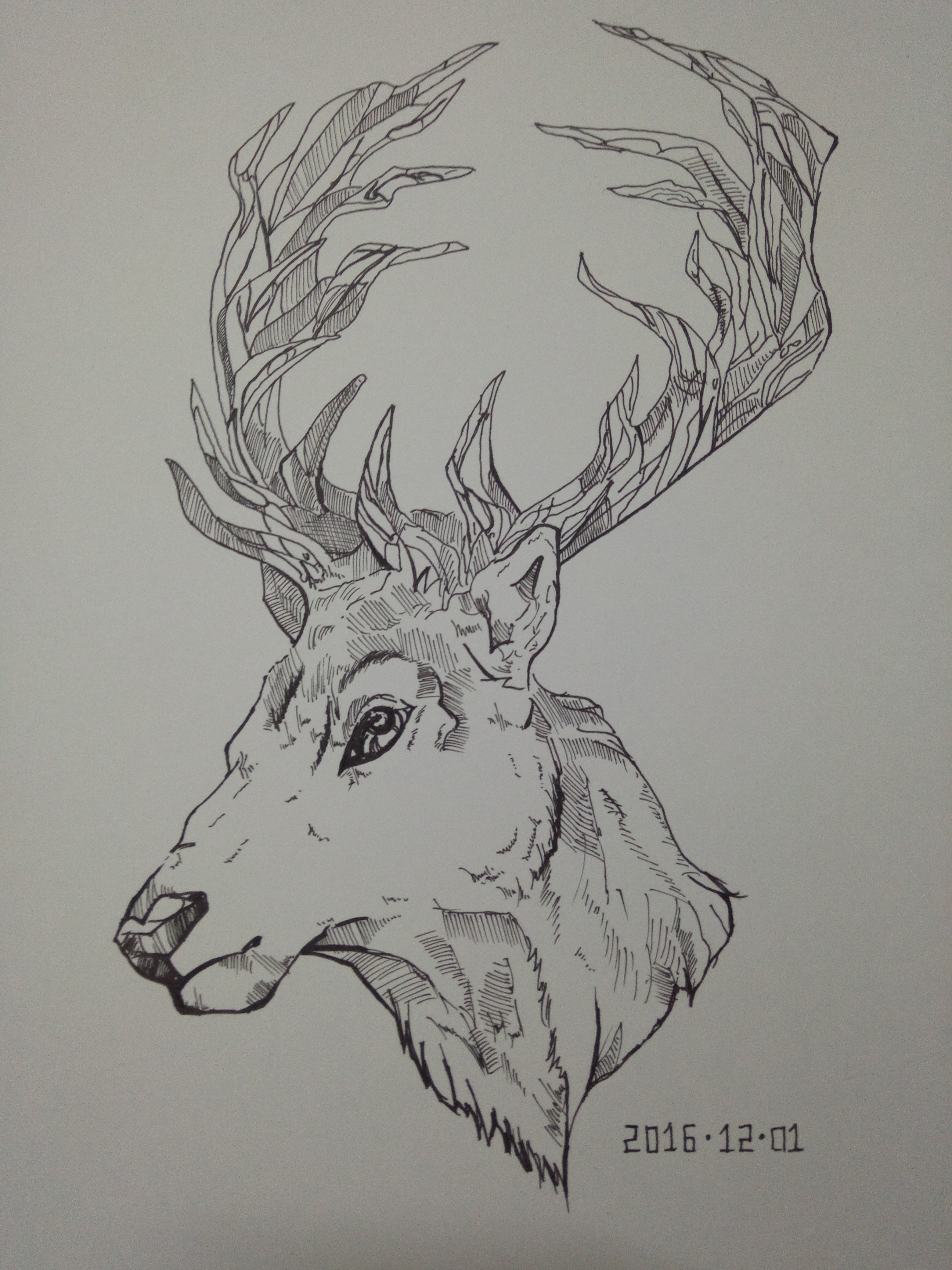 鹿的画法铅笔图片