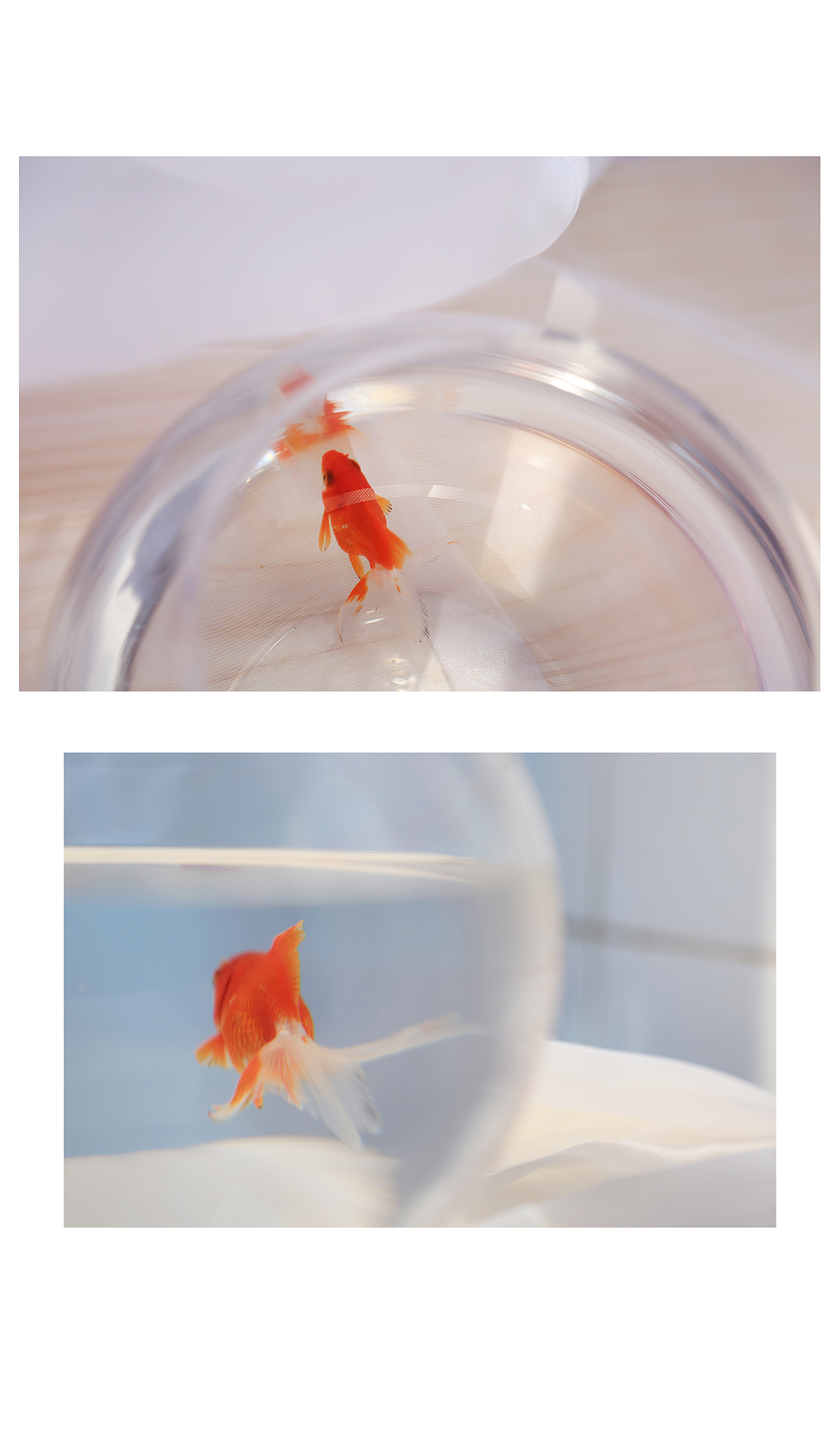 小金鱼（图ZNzIwMjc5NTI=） - 宠物摄影 - 站酷设计师陈亦心原创素材 - 站酷ZCOOL