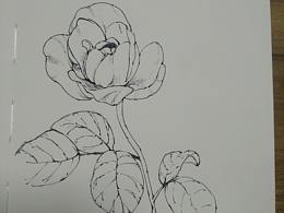 植物练习（四）