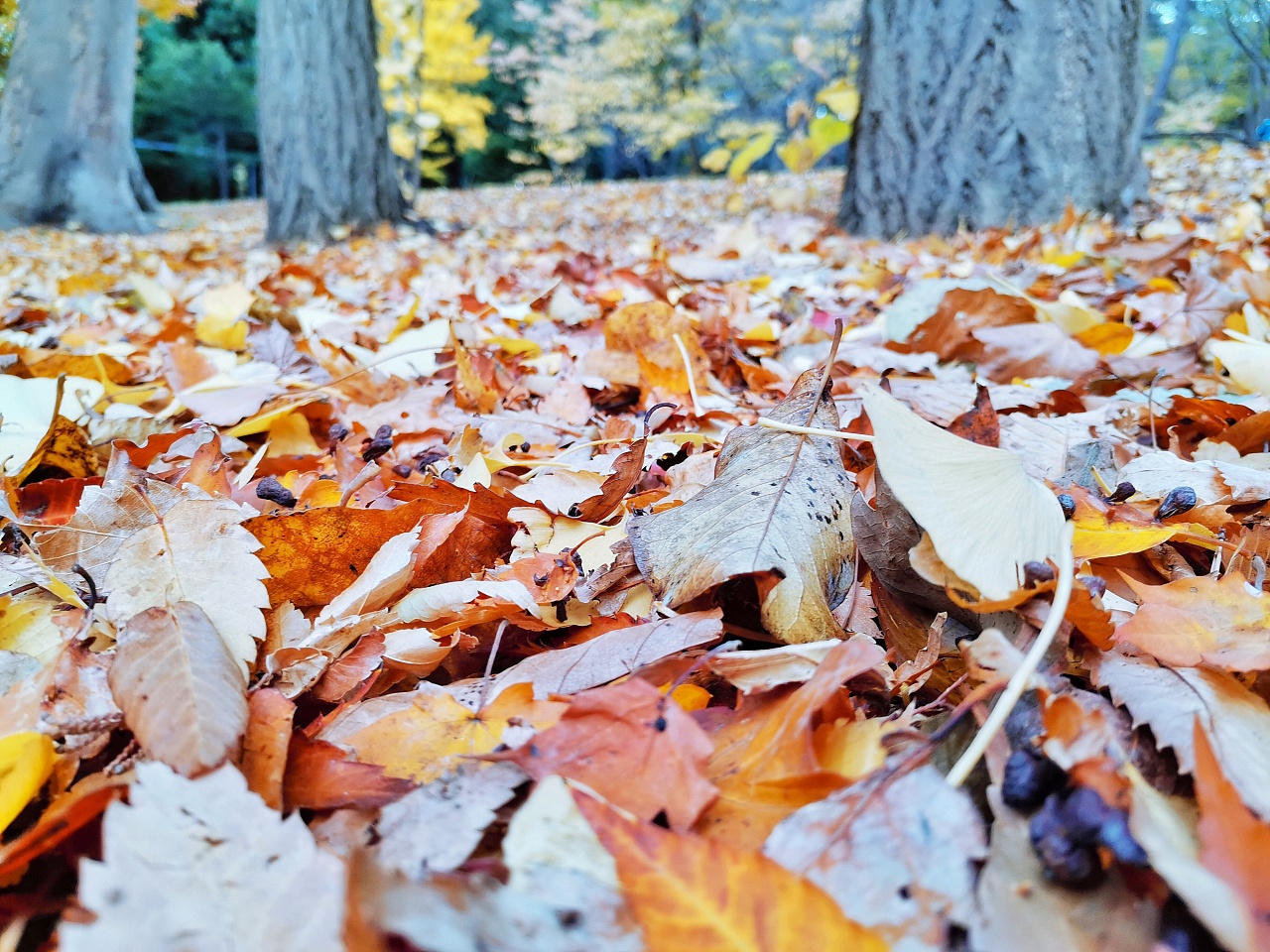 高清晰唯美公园秋季壁纸下载