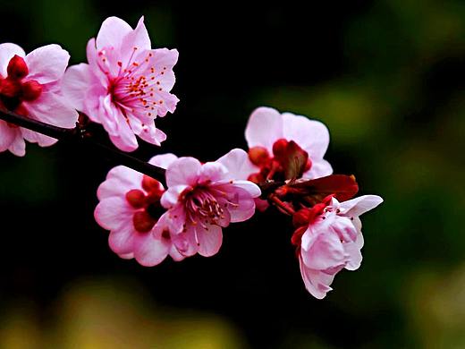 人間三月天（個人主頁-ZMzQ5MzczNjg=） - 風(fēng)光攝影 - 站酷設(shè)計師蘇總來啦原創(chuàng)素材 - 站酷ZCOOL