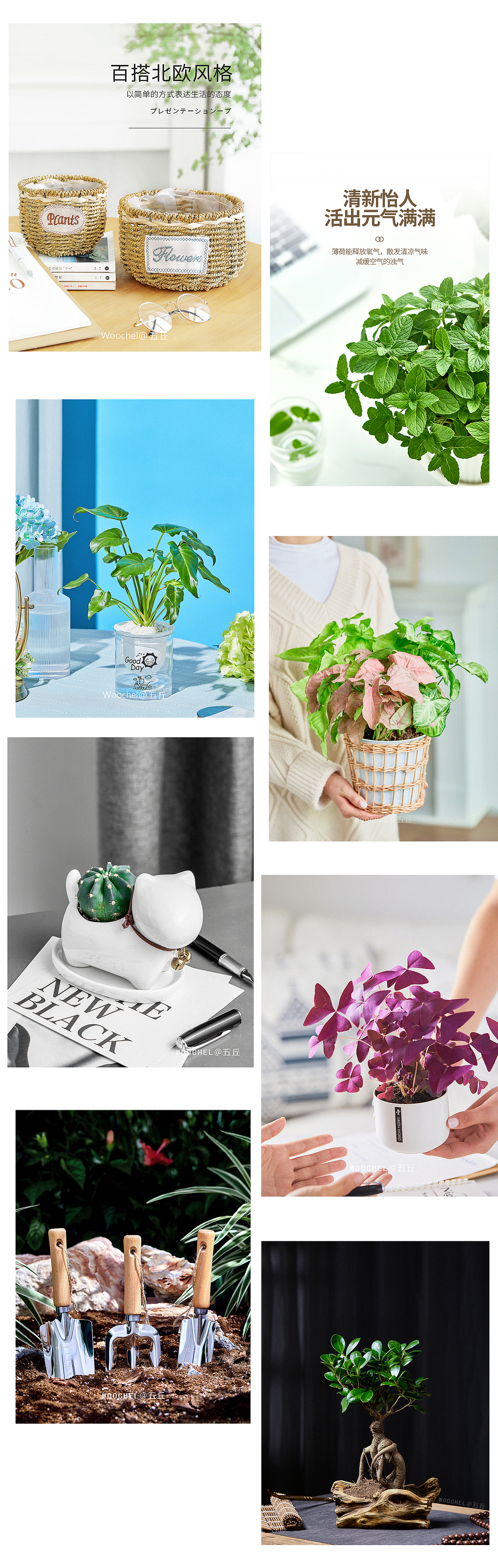 绿植摄影-2020下半年总结（图ZMjM4NzM4NTY4） - 产品摄影 - 站酷设计师五丘原创素材 - 站酷ZCOOL