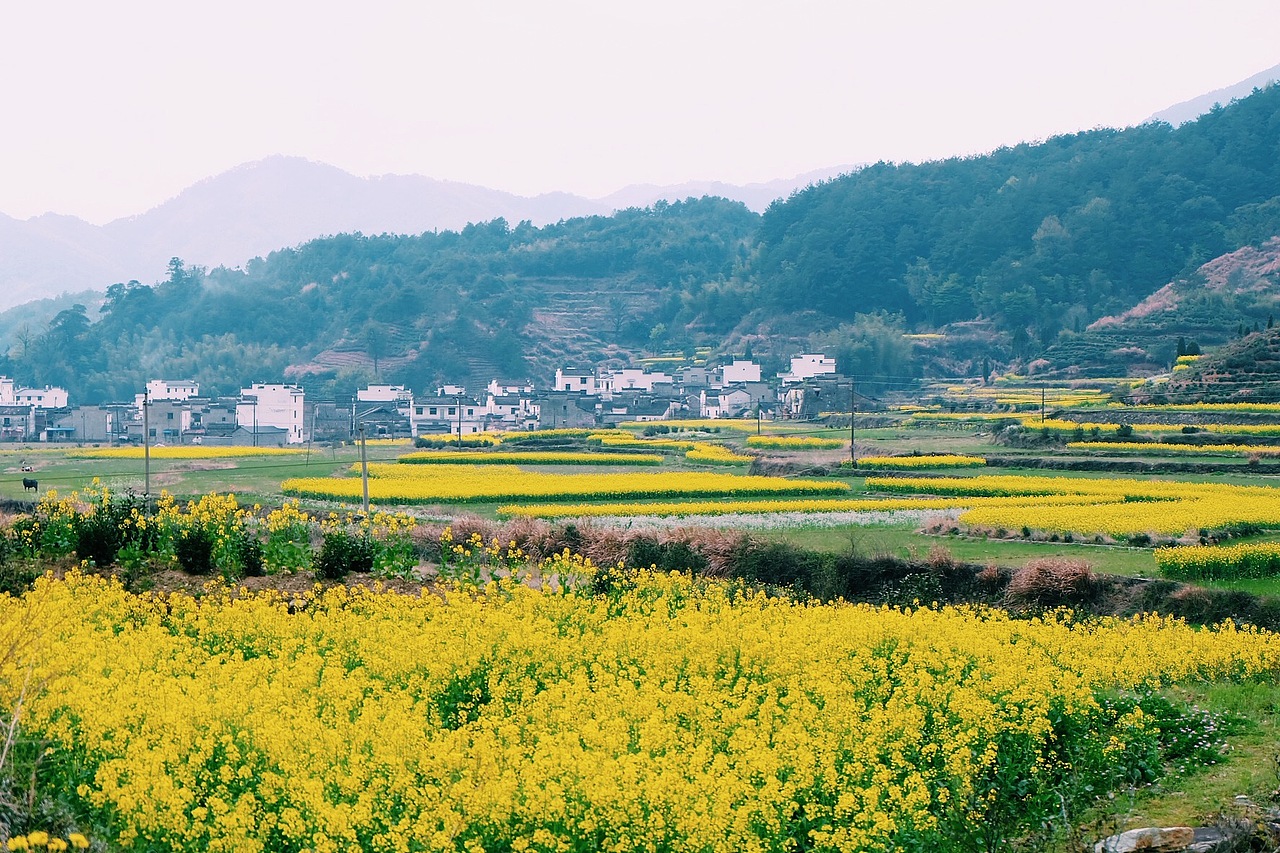 最美油菜花儿－江西婺源2016（图ZNDUyNzkzMTI=） - 风光摄影 - 站酷设计师CherryCheng原创素材 - 站酷ZCOOL