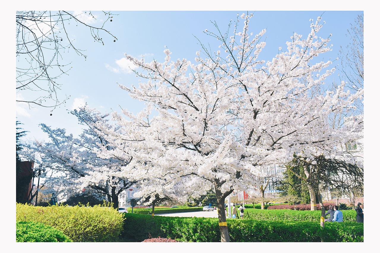 16年拍摄的大学校园里的樱花,现在看起来也不错。