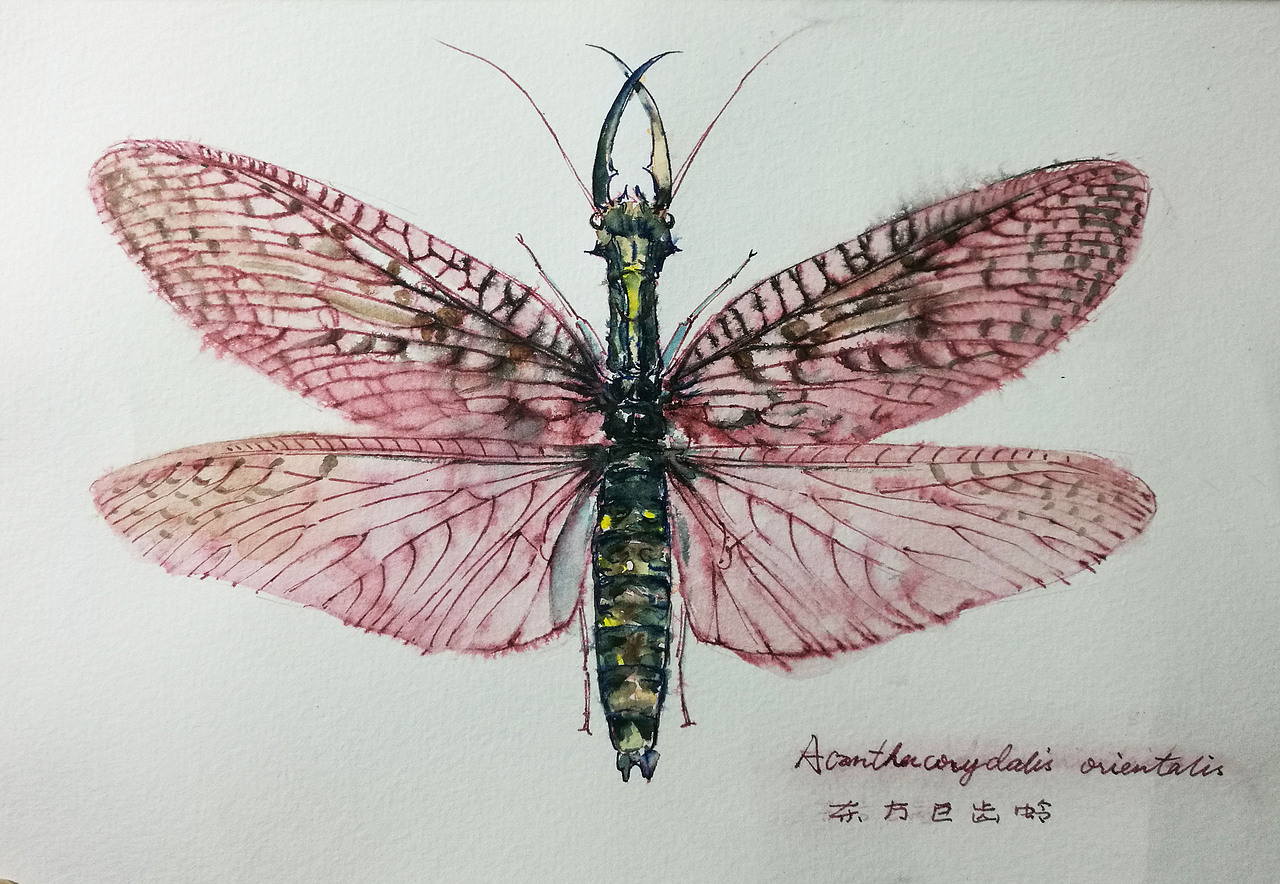 昆虫（图ZMTA4OTY3ODUy） - 创作习作 - 站酷设计师leaushown原创素材 - 站酷ZCOOL