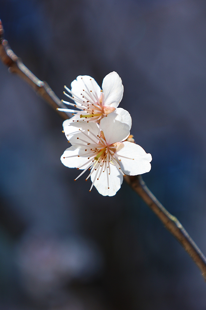 攝影.春日櫻桃花開（圖ZMzMyMjEwNzQ4） - 風(fēng)光攝影 - 站酷設(shè)計(jì)師海天旖原創(chuàng)素材 - 站酷ZCOOL