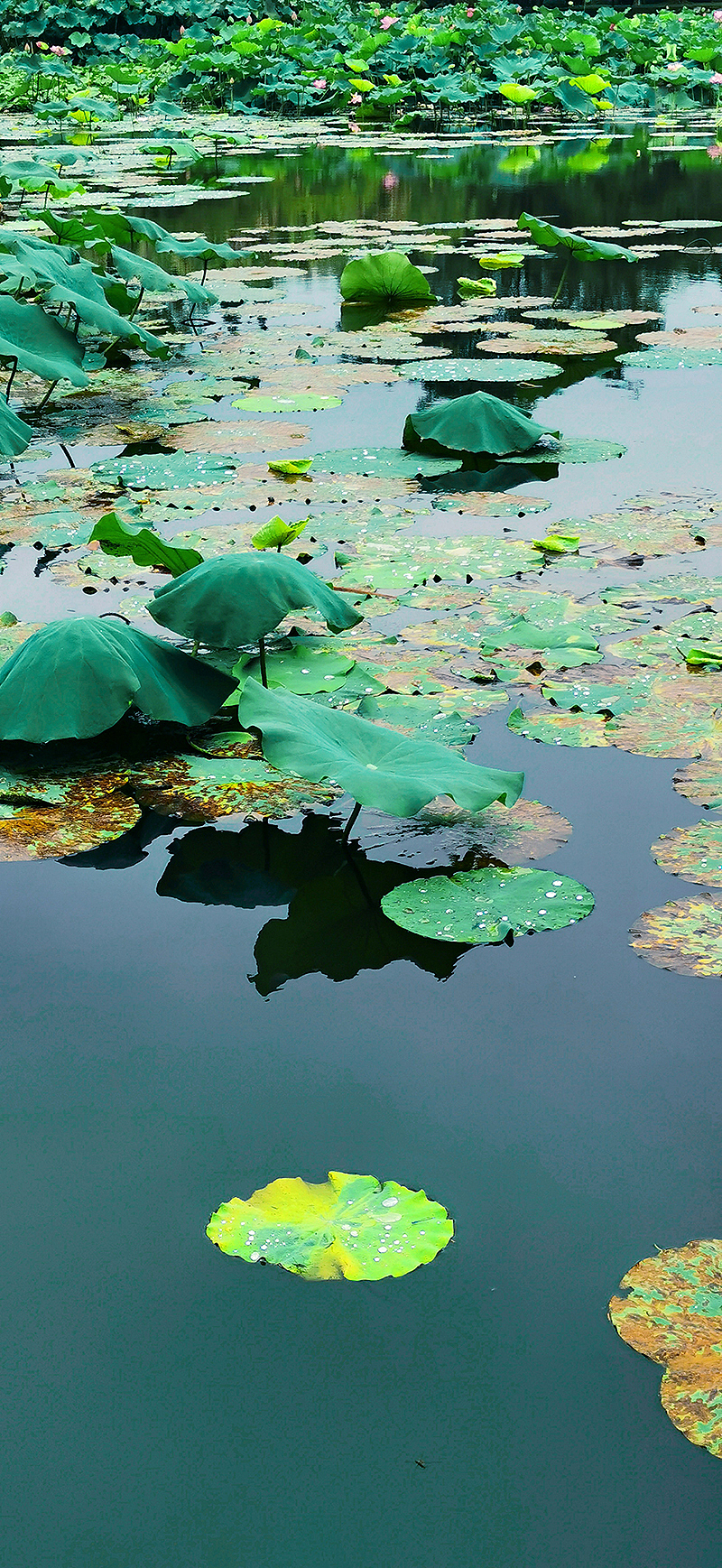 2021年手机摄影总结