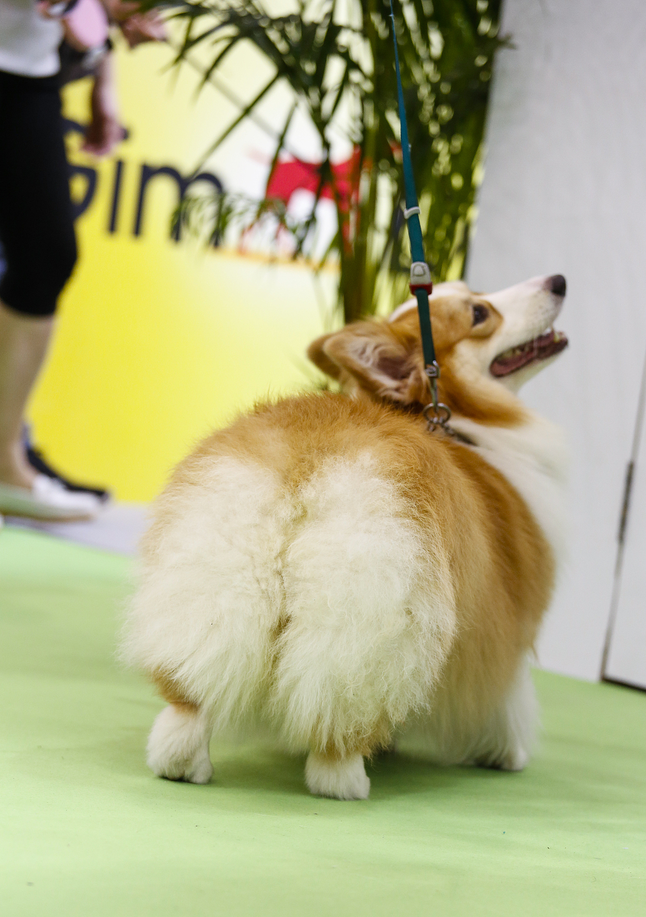 2019年5月广州琶洲华南宠物用品展