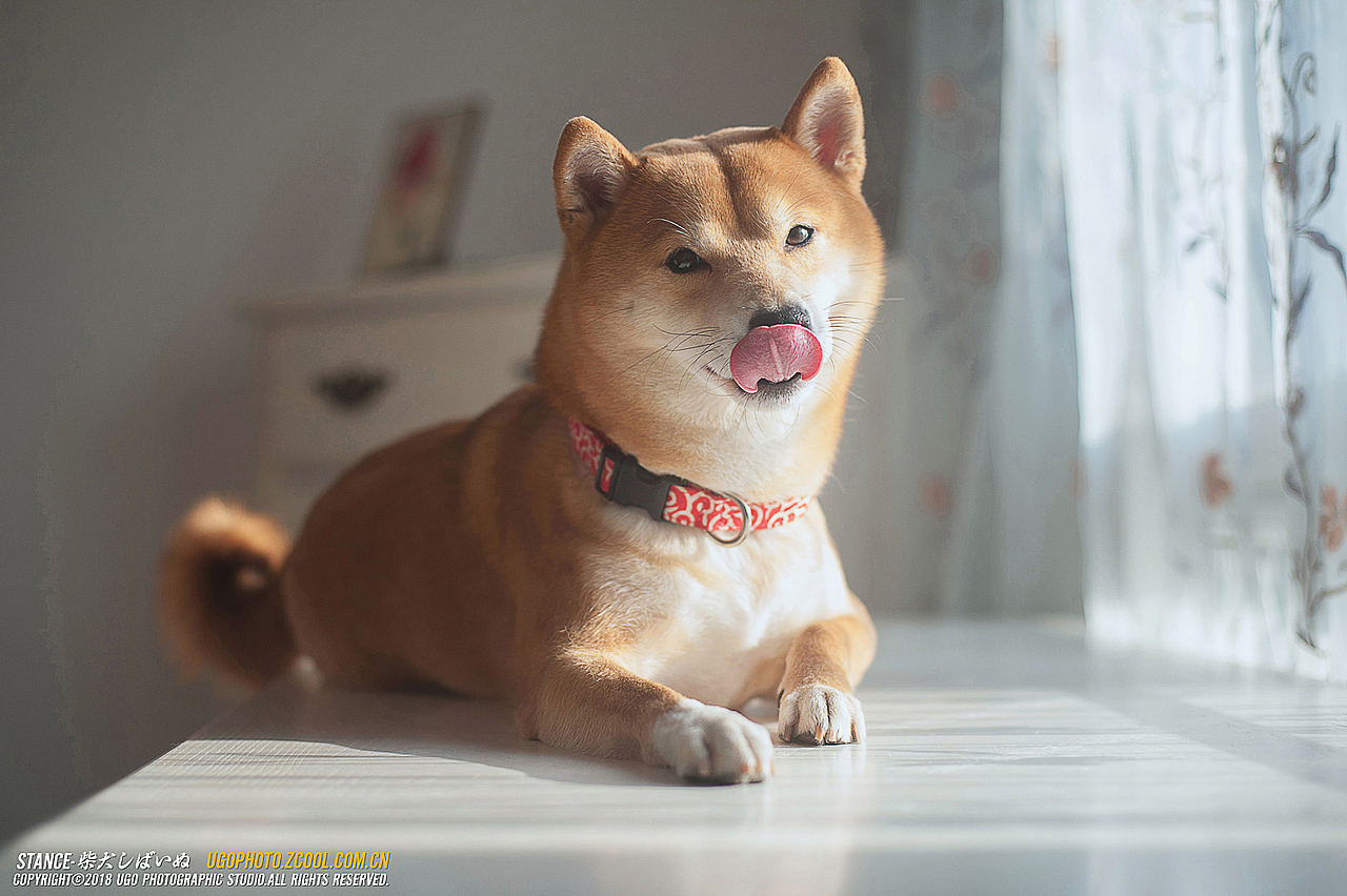 柴犬しばいぬ专辑【动物摄影师何某某个人作品21】
