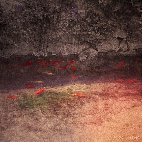 我的名字叫丽江