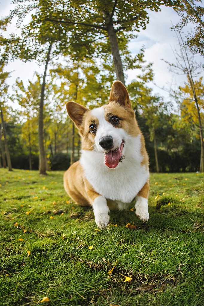 【均木纪实宠物摄影】