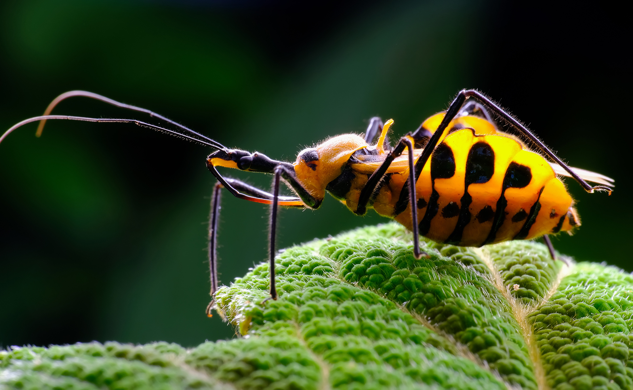 养花最怕招虫子，尤其是蚜虫，它们最喜欢将叶子花朵当家
