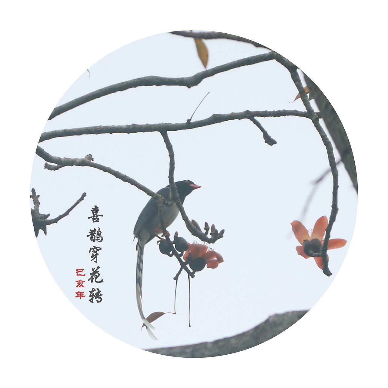 梳翎刷羽立高柯，不落人间小风罗（图ZMTQ2NTUzODk2） - 宠物摄影 - 站酷设计师秋秋620原创素材 - 站酷ZCOOL