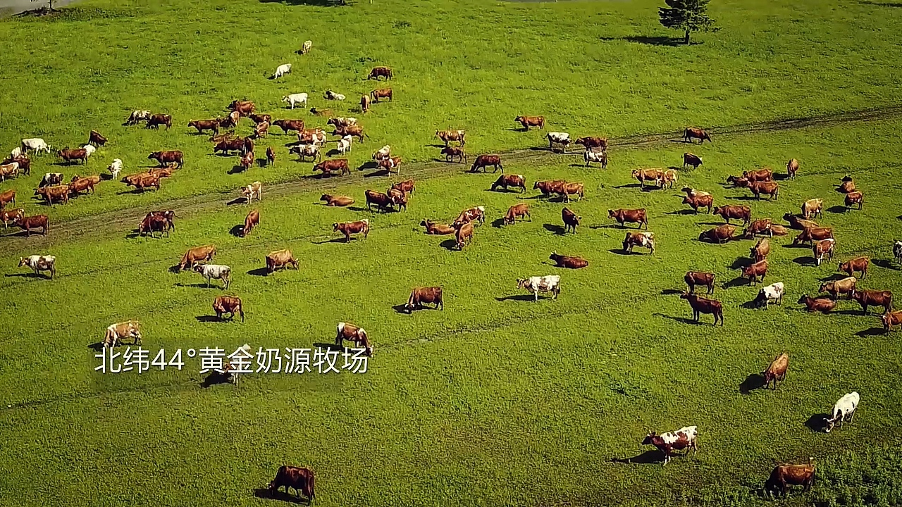 [产品短片]子母河牛奶短视频