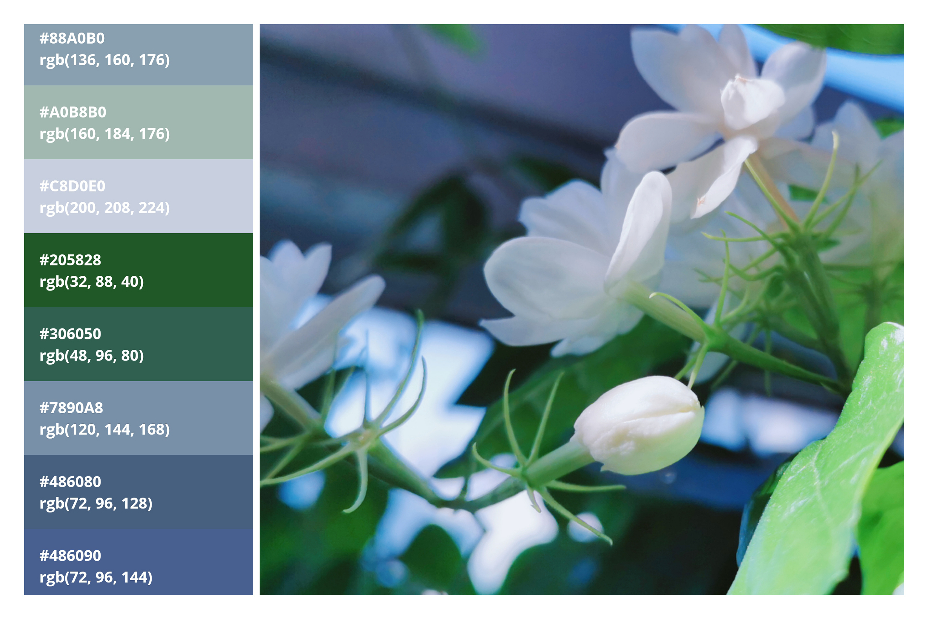 色卡系:窗台的茉莉花