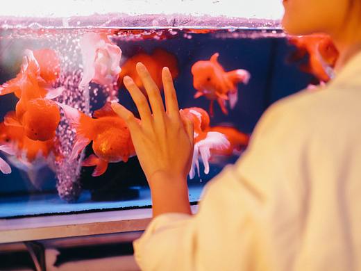 幕其静谧，厌其孤艳