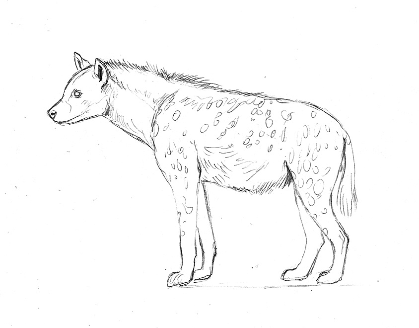 鬣狗简笔画非洲图片