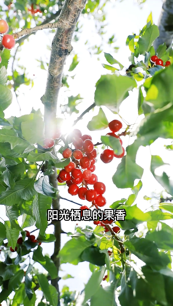 车厘子宣传拍摄（微宣）（图ZMzAyNDE0ODI4） - 短片 - 站酷设计师简悦视频拍摄原创素材 - 站酷ZCOOL