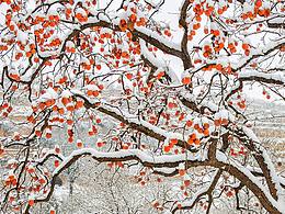 故鄉(xiāng)柿子紅，雪中別樣美