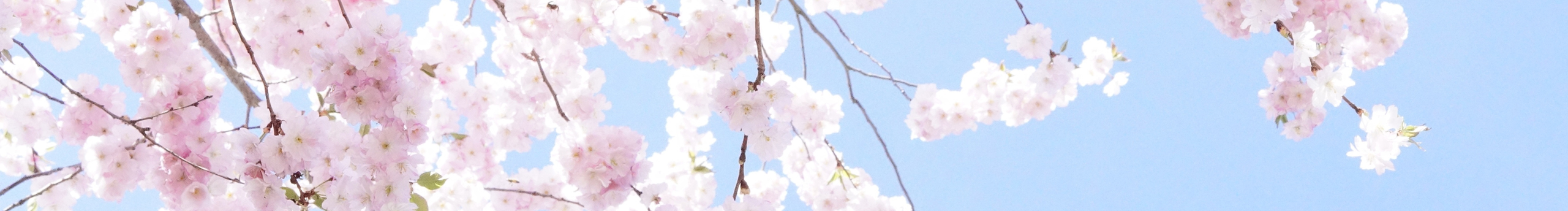 菜白白的个人主页（封面预览） - 主页封面设置 - 站酷设计师菜白白原创素材 - 站酷ZCOOL