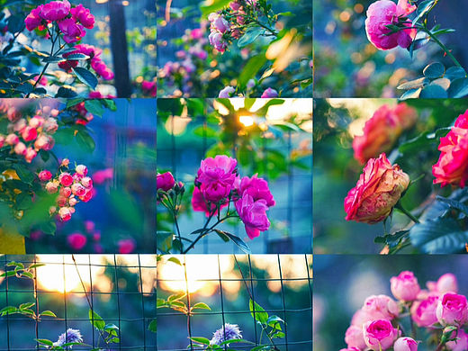 春的定义是什么！那当然是五颜六色