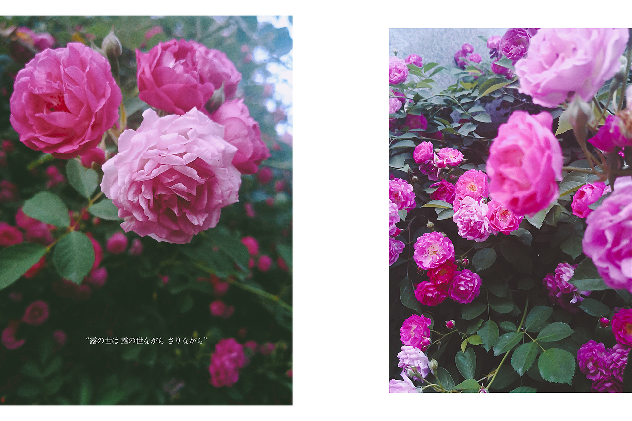 小梦的随手拍-第2期