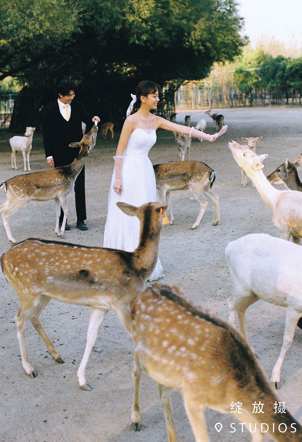 绿植和麋鹿 | 清新文艺婚纱照
