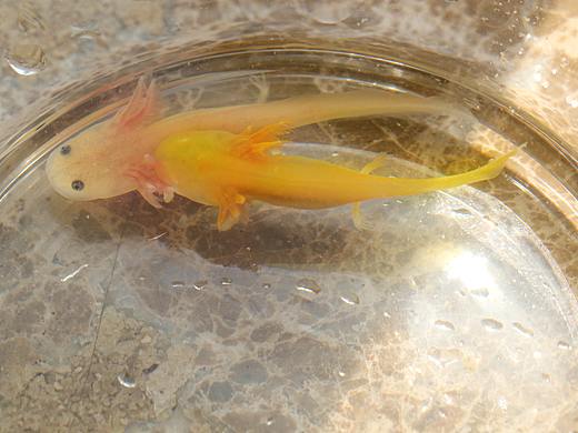 鱼儿（个人主页-ZNTY2OTM4Njg=） - 宠物摄影 - 站酷设计师米贝儿999999原创素材 - 站酷ZCOOL