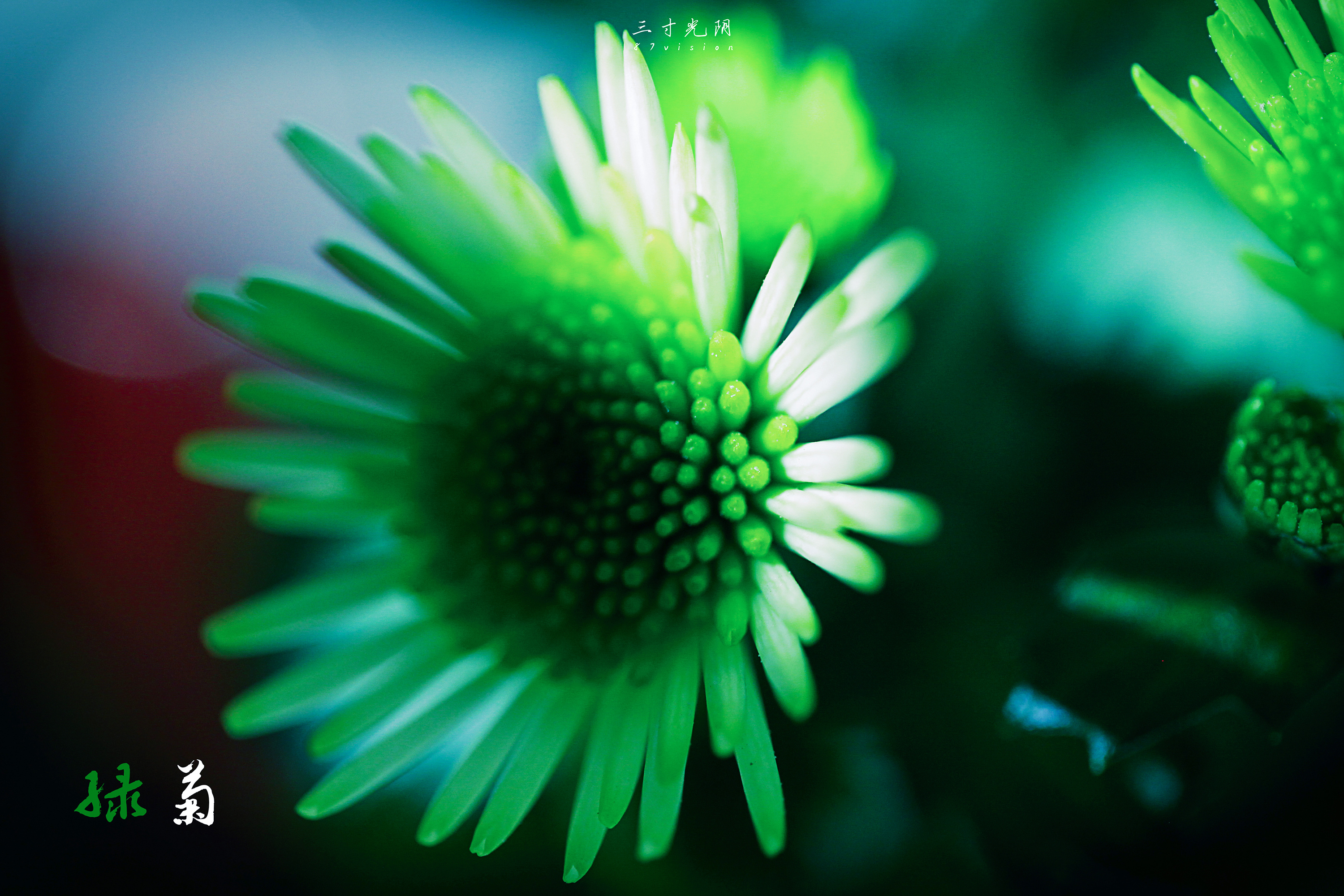 绿菊|摄影|静物|dynznzyq2 - 原创作品 - 站酷 (zcool)