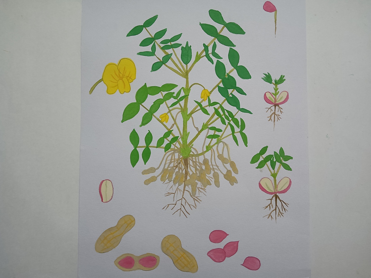 植物生长（花生）（图ZMjU5ODU5MDQ0） - 创作习作 - 站酷设计师深海珍珠原创素材 - 站酷ZCOOL