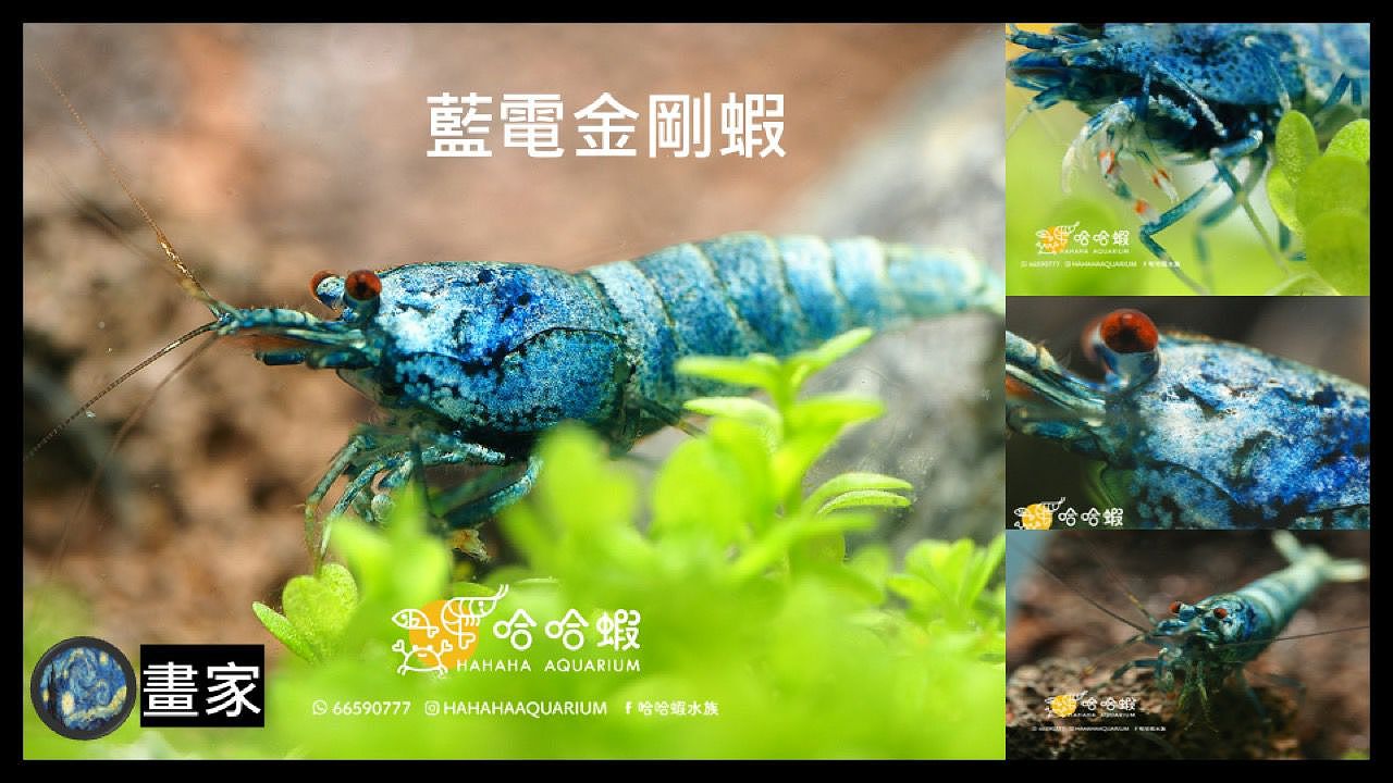 尋求長期合作的設計和插畫師,為我的水族店做品牌設計