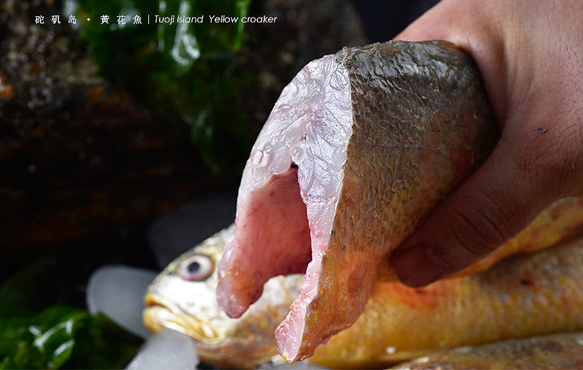 砣矶岛【金鲳鱼、黄花鱼、比目鱼】（图ZNTg0Njc0NDA=） - 产品摄影 - 站酷设计师摄影师董名扬原创素材 - 站酷ZCOOL