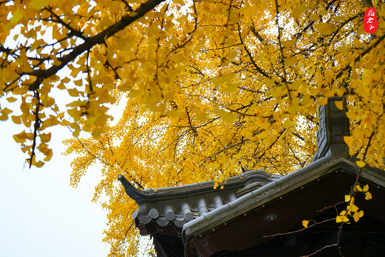 秋叶之『道前街』（图ZMTQ3MzE0OTQ4） - 风光摄影 - 站酷设计师姓薛了不起啊定饿原创素材 - 站酷ZCOOL