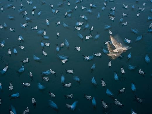 #CWIVC影像年赛#Pratik Pradhan-《Gulls & Ghosts》