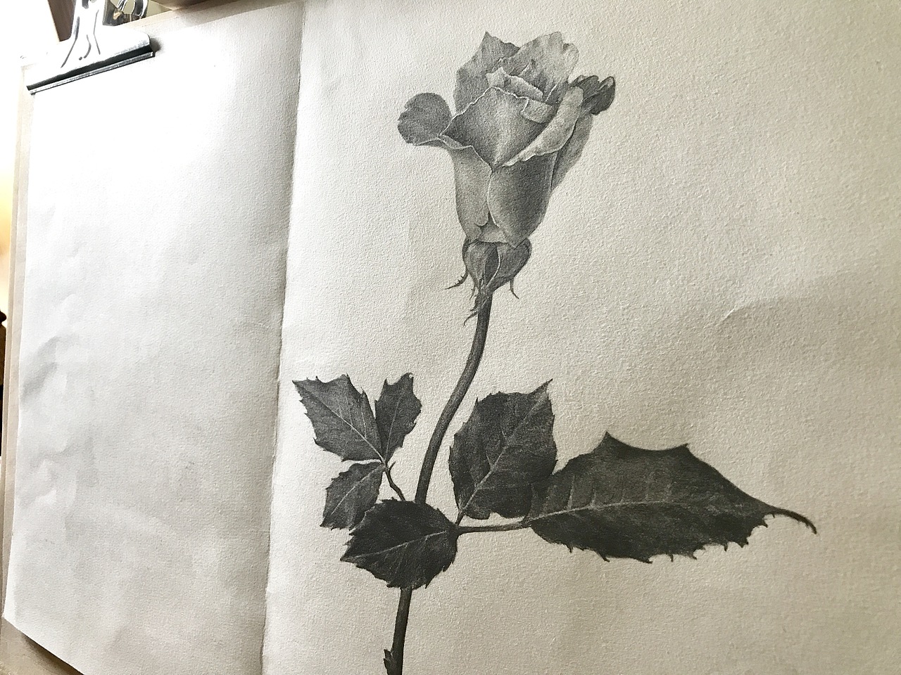 玫瑰 玫瑰（图ZMTgwNTEzODUy） - 创作习作 - 站酷设计师是进击的脸猫呀原创素材 - 站酷ZCOOL