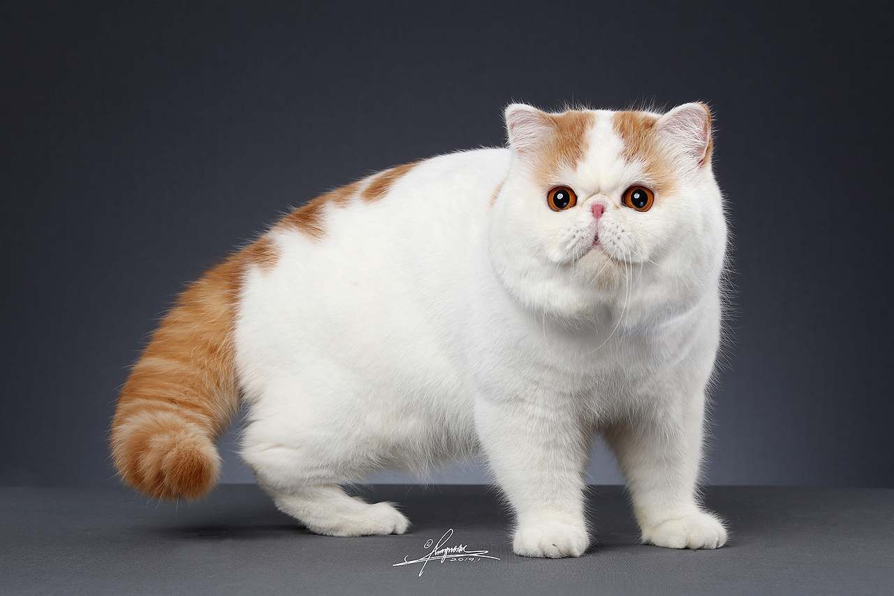 异国短毛猫AMYWORKS,拍摄于山东青岛