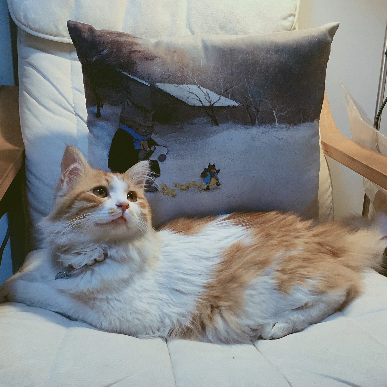 《猫先生和小小人》中文版绘本来咯~