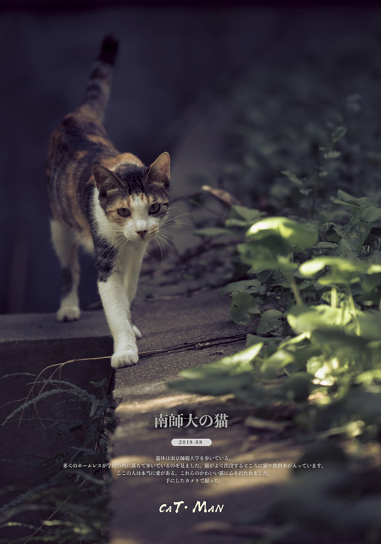 南师大的猫