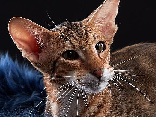 东方短毛猫天津影棚拍攝九月