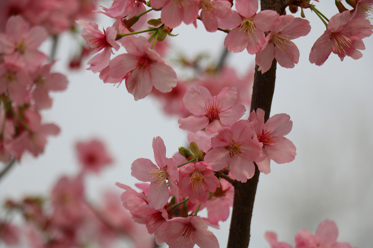 2015华盛顿樱花节开幕浪漫时刻不容错过_ 视频中国