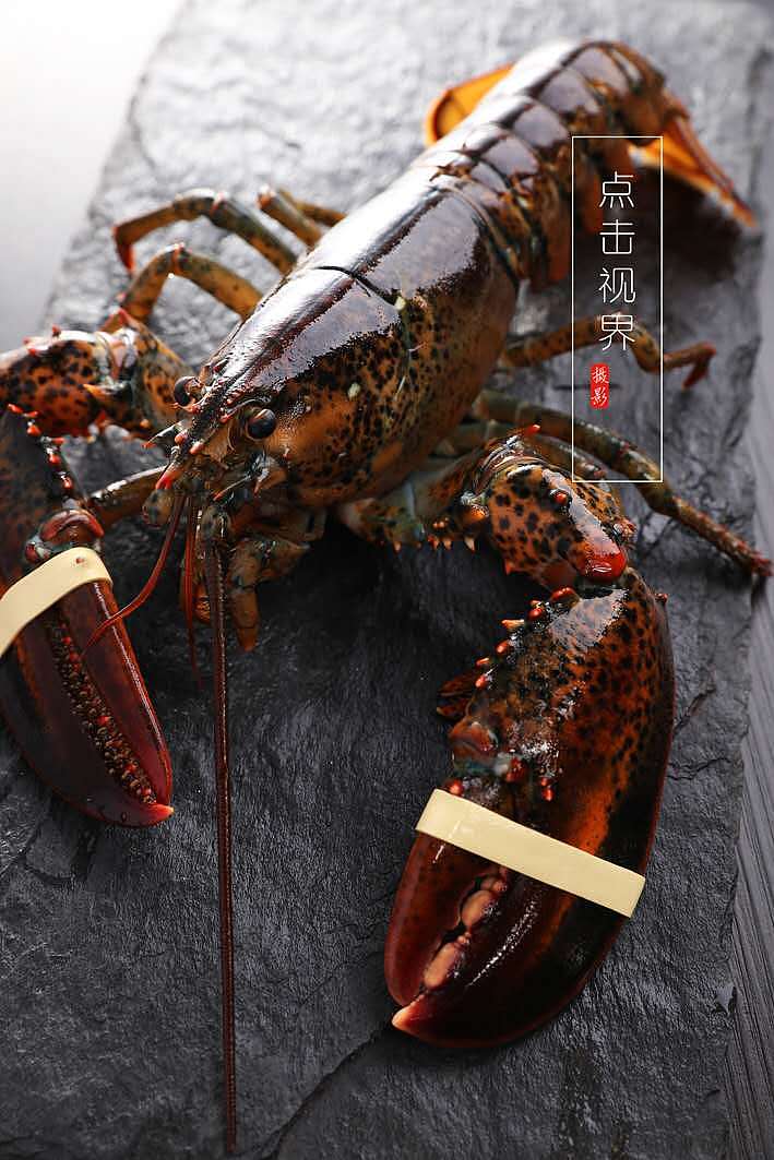 菜品摄影 美食摄影 菜单制作 静物摄影