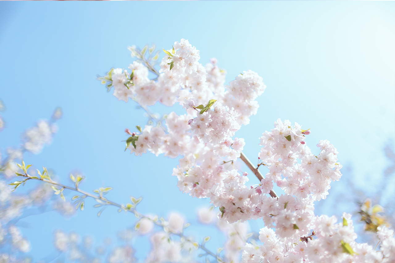 桜花树下。（图ZNDU4OTc0NDA=） - 人文/纪实摄影 - 站酷设计师Lightblue7原创素材 - 站酷ZCOOL