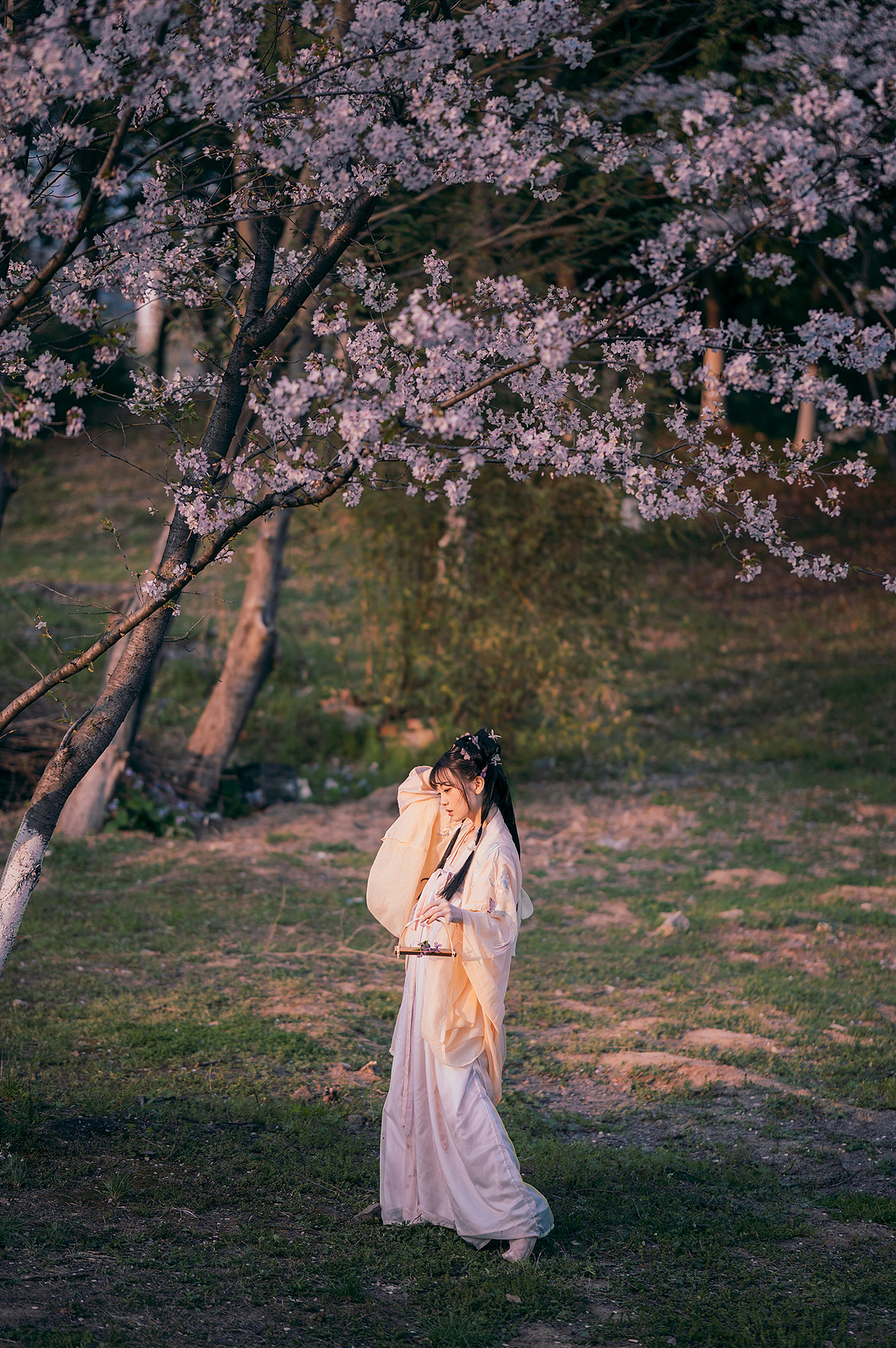 樱花落（图ZMjA0MzMxNzEy） - 人像摄影 - 站酷设计师拍照的青山原创素材 - 站酷ZCOOL