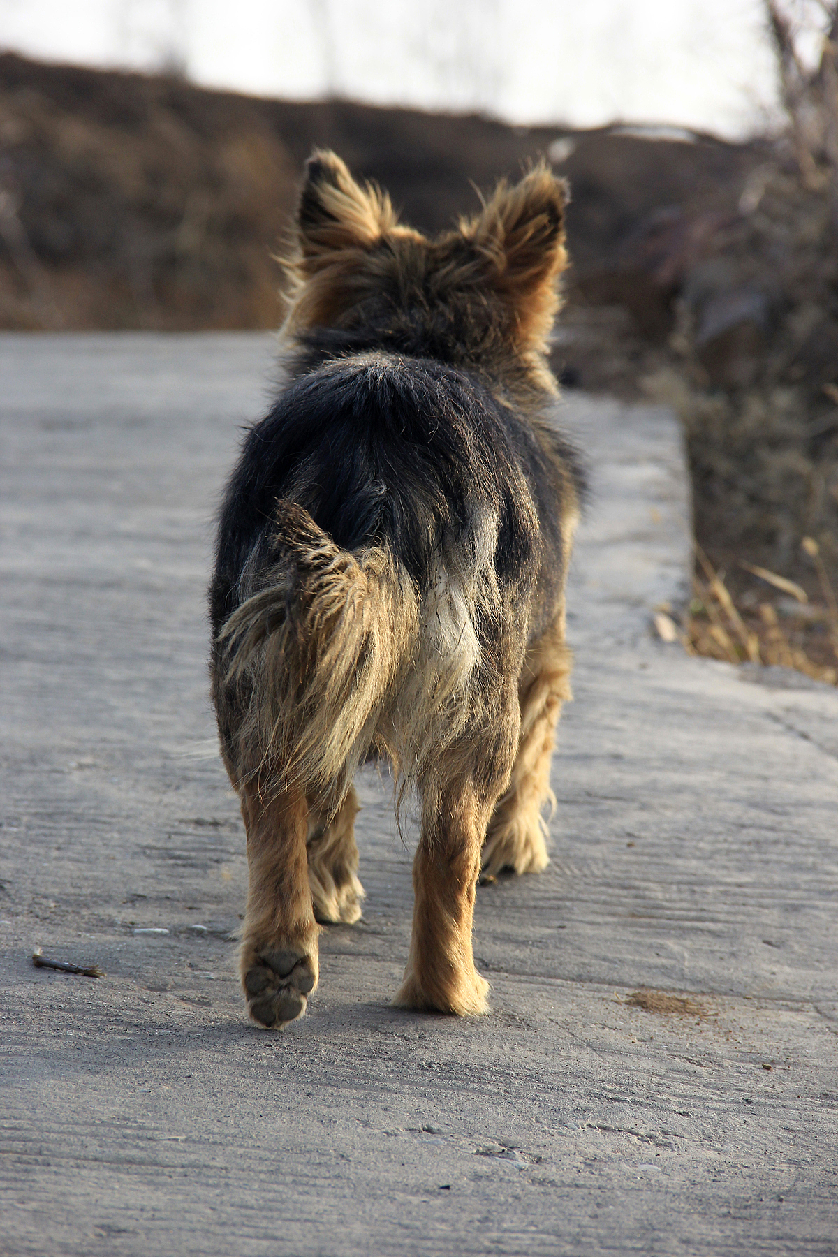 春天随拍（图ZODc5MDg0MA==） - 其他摄影 - 站酷设计师lixiangpeng1122原创素材 - 站酷ZCOOL