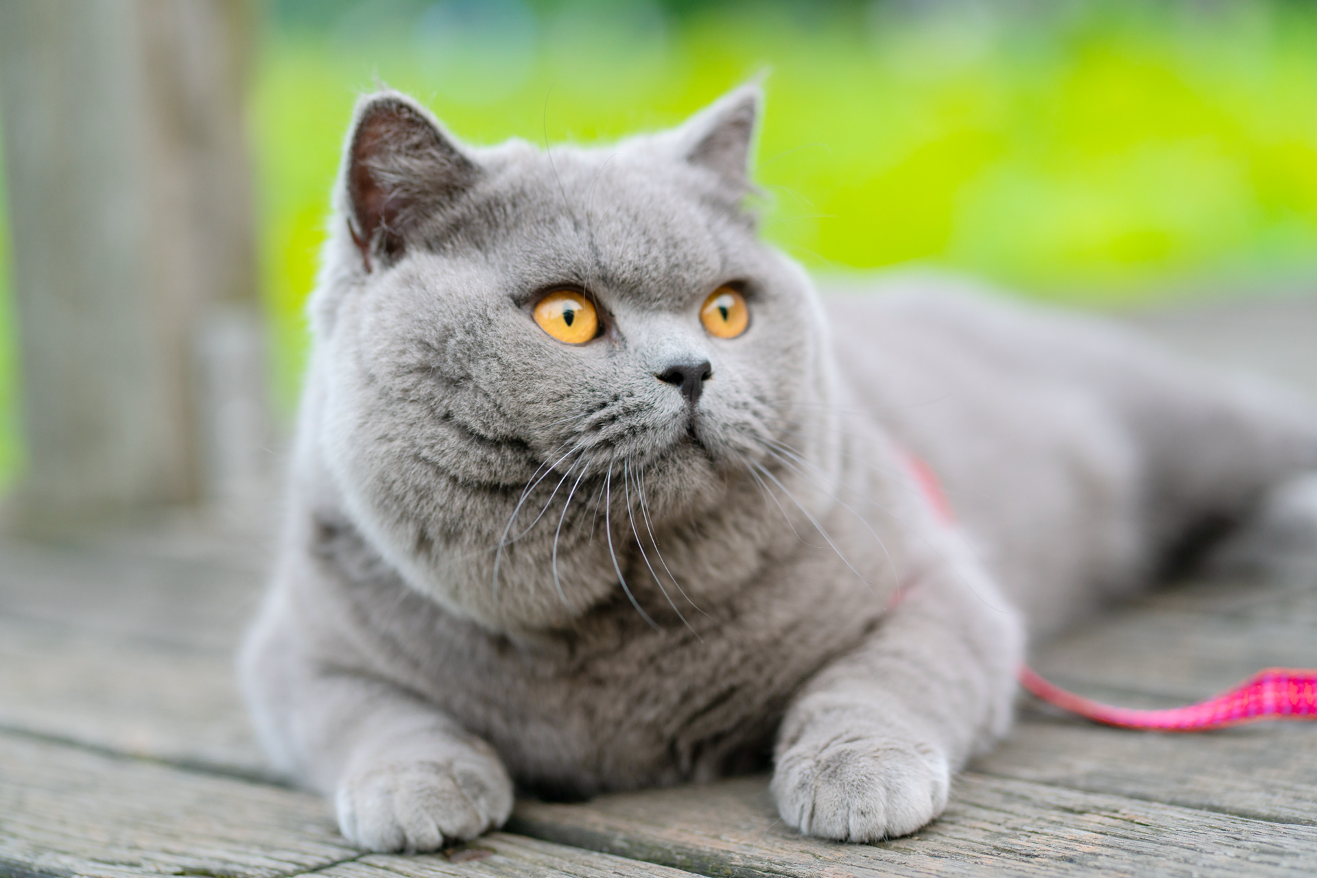 英短 蓝猫 纯蓝色 英国短毛猫 沐米猫舍 适合当种猫