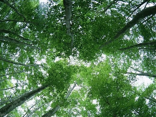 小树（个人主页-ZMTg3MjM3MTY=） - 其他平面 - 站酷设计师孩子气123原创素材 - 站酷ZCOOL