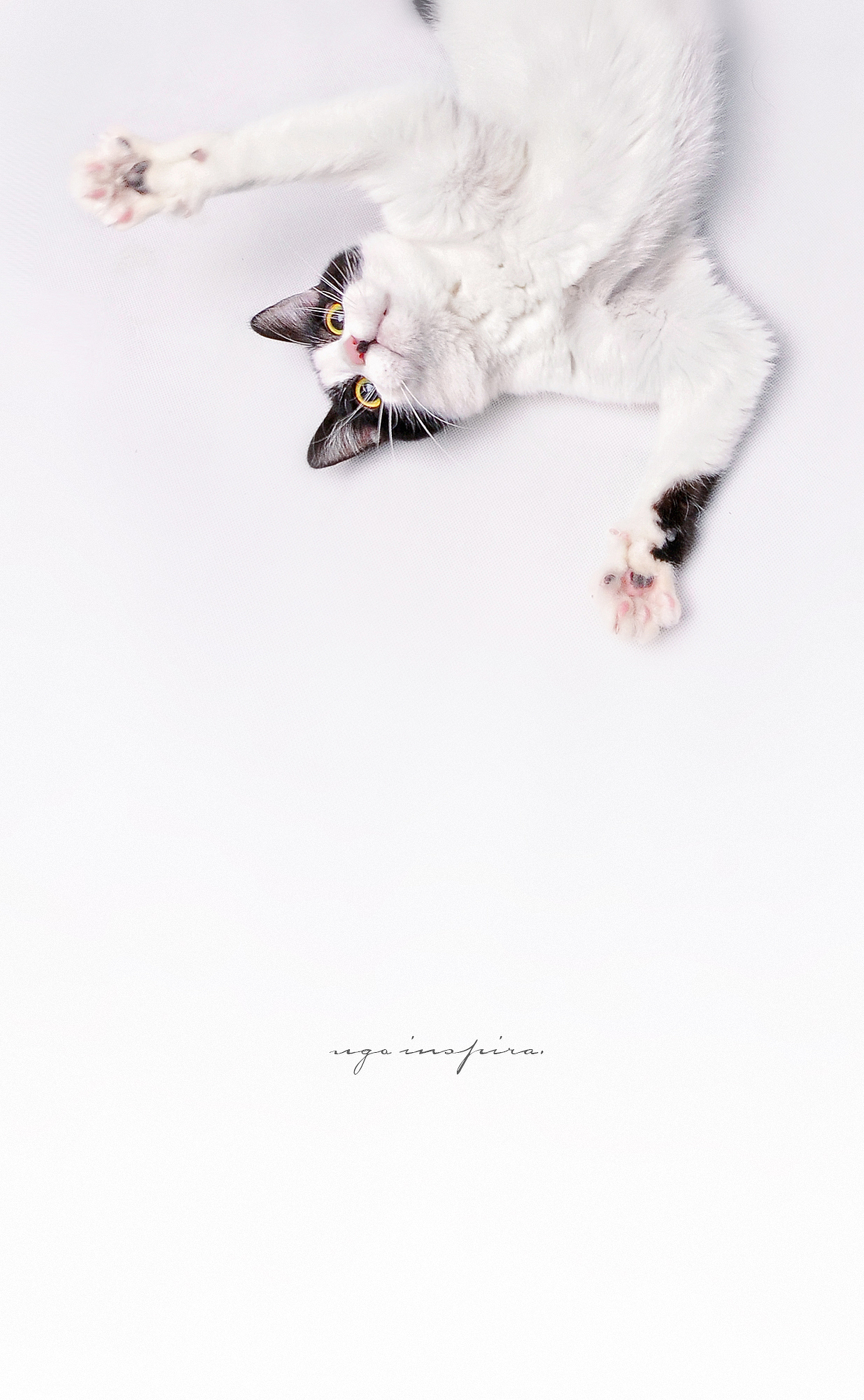 我猜我们见过面.恩?【动物摄影师何某某个人作品2】